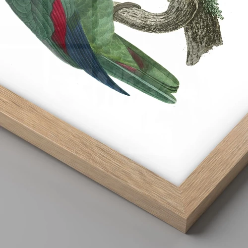 Poster in light oak frame - Parrot Portrait - 50x70 cm