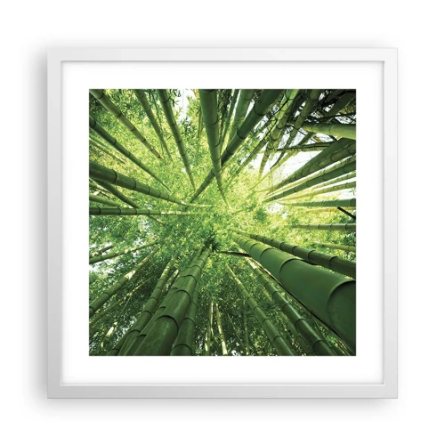 Poster in white frmae - In a Bamboo Forest - 40x40 cm