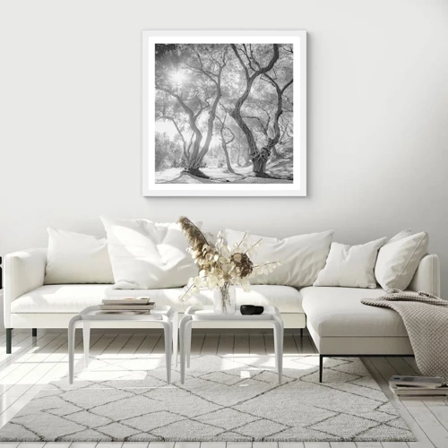 Poster in white frmae - In an Olive Grove - 50x50 cm