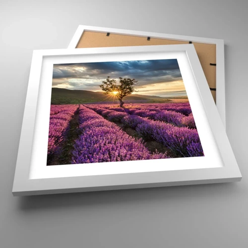 Poster in white frmae - Lilac Coloured Aroma - 30x30 cm
