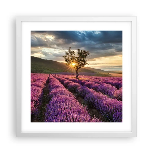 Poster in white frmae - Lilac Coloured Aroma - 40x40 cm