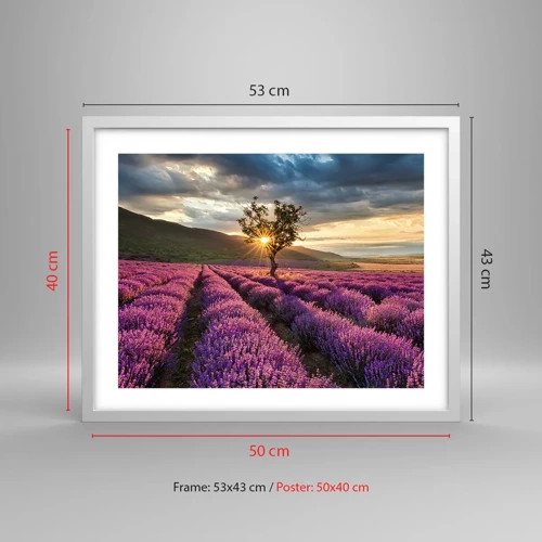 Poster in white frmae - Lilac Coloured Aroma - 50x40 cm