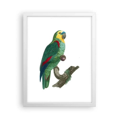 Poster in white frmae - Parrot Portrait - 30x40 cm