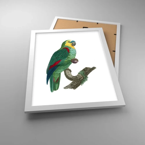 Poster in white frmae - Parrot Portrait - 30x40 cm