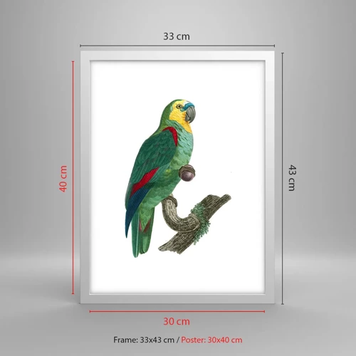 Poster in white frmae - Parrot Portrait - 30x40 cm