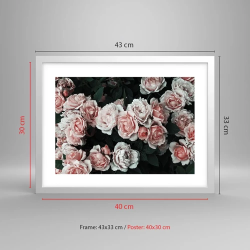 Poster in white frmae - Rose Ensemble - 40x30 cm