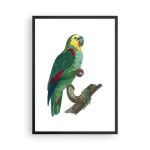 Poster in black frame - Parrot Portrait - 50x70 cm