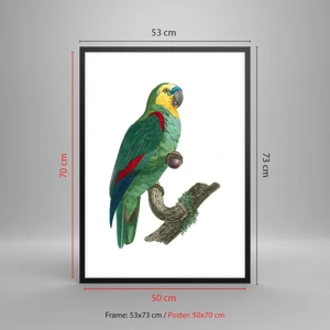 Poster in black frame - Parrot Portrait - 50x70 cm