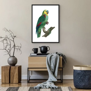 Poster in black frame - Parrot Portrait - 50x70 cm