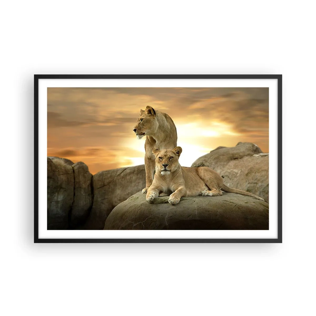 Poster in black frame - Royal Majesty - 91x61 cm