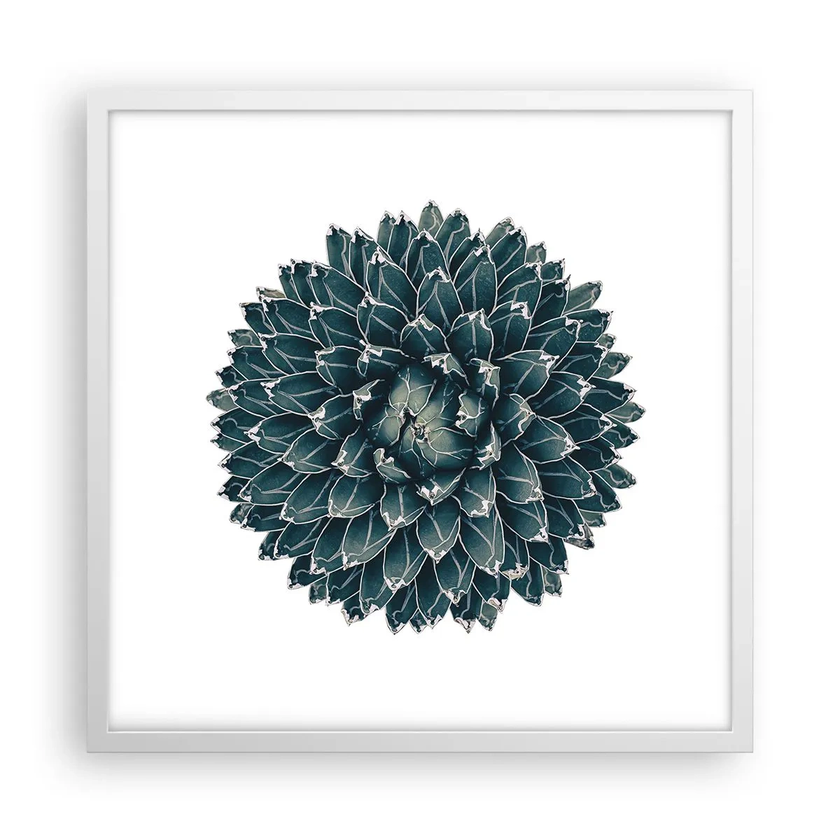Poster in white frmae - Star of the Desert - 50x50 cm