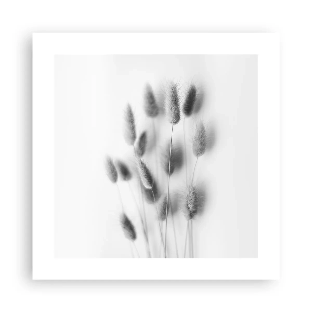Poster - Her Softness Grass - 40x40 cm