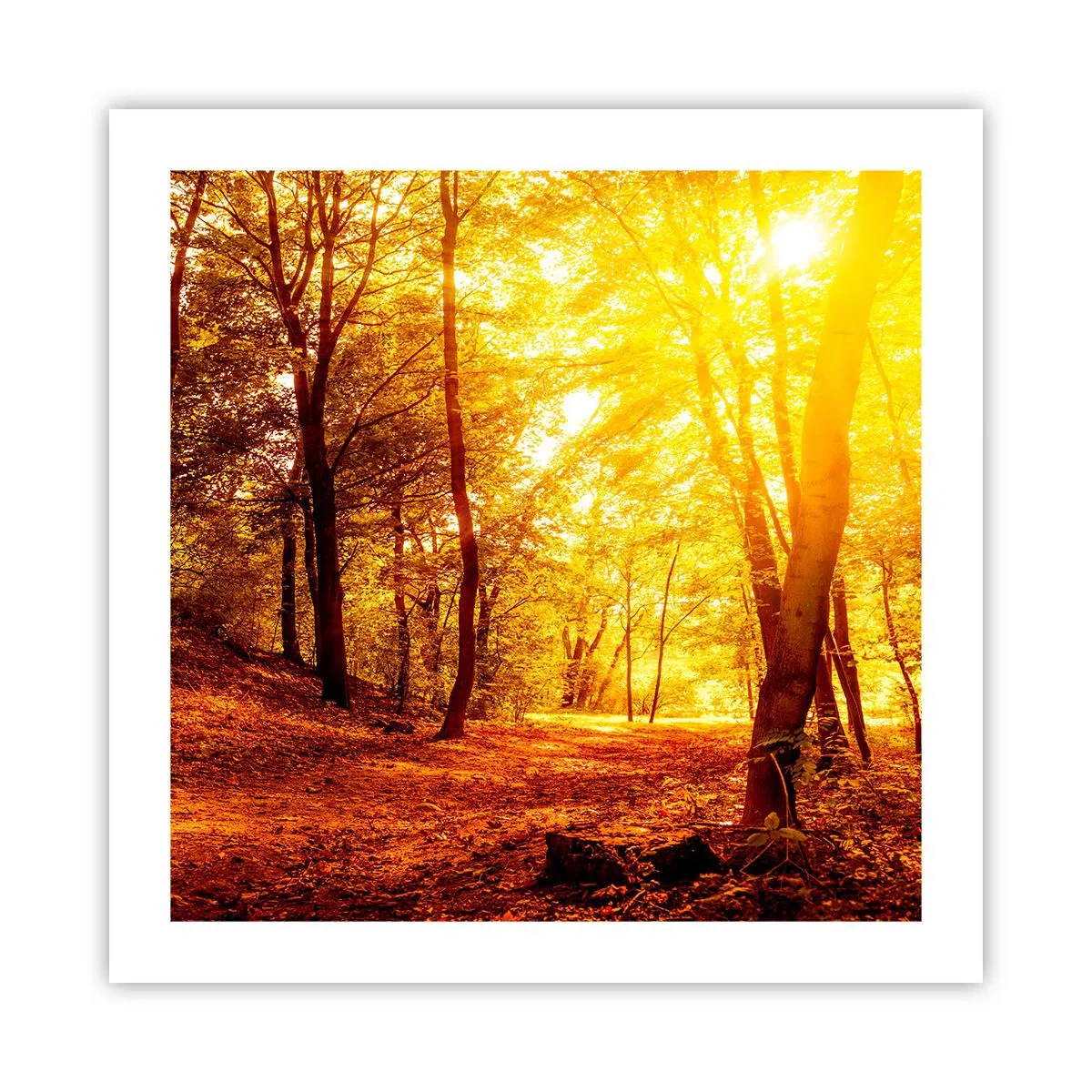 Poster - Towards Golden Plain - 50x50 cm