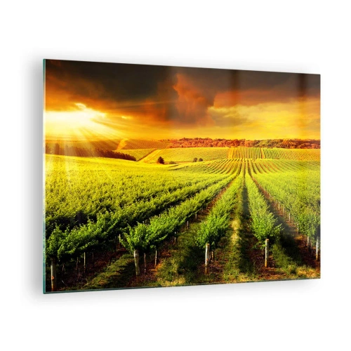 Glass picture - Vineyard in the light of the setting sun - 70x50cm - Under Australian Sun - Modern wall decoration for the living room and bedroom ARTTOR