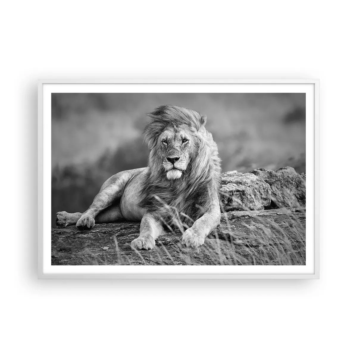 Poster in white frmae - Royal Siesta - 100x70 cm