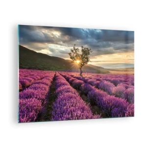 Glass picture - A lavender field with a lone tree in the rays of the setting sun - 70x50cm - Lilac Coloured Aroma - Modern wall decoration for the living room and bedroom ARTTOR