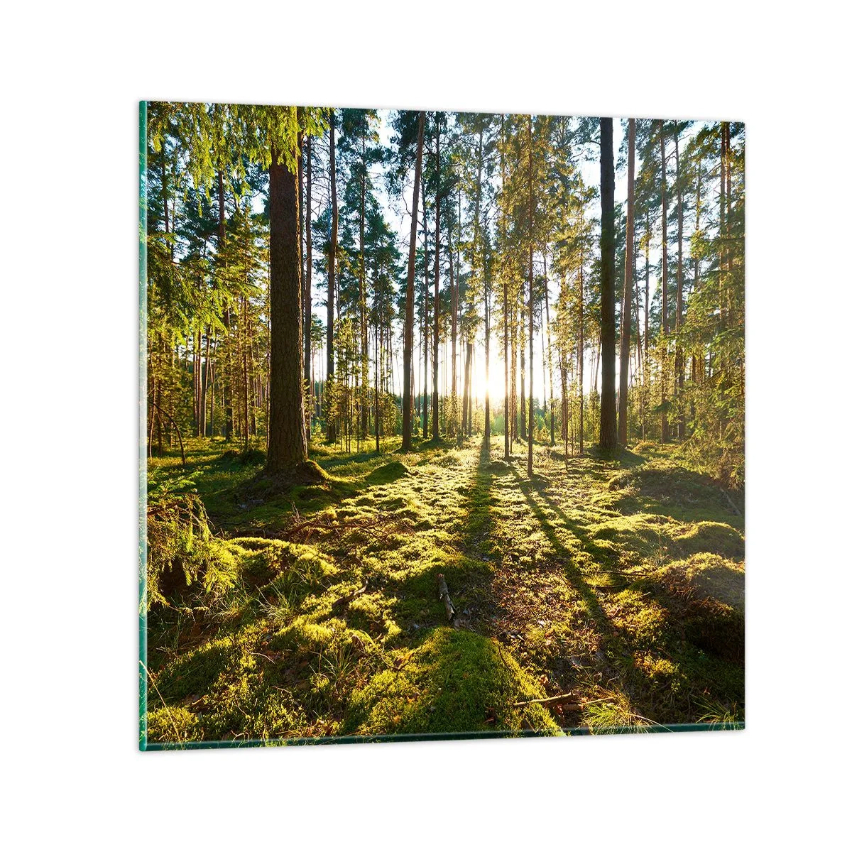 Glass picture - Deep in the Forest - 40x40 cm