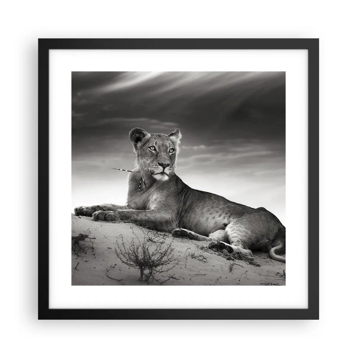 Poster in black frame - Queen of Desert Is Resting - 40x40 cm