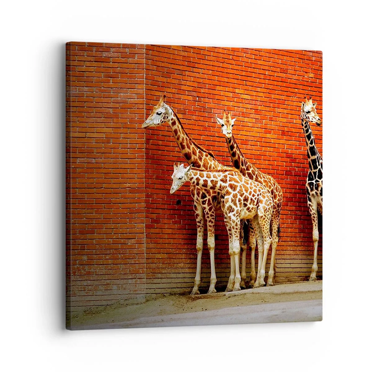 Canvas picture - Can You See an Acacia? - 30x30 cm