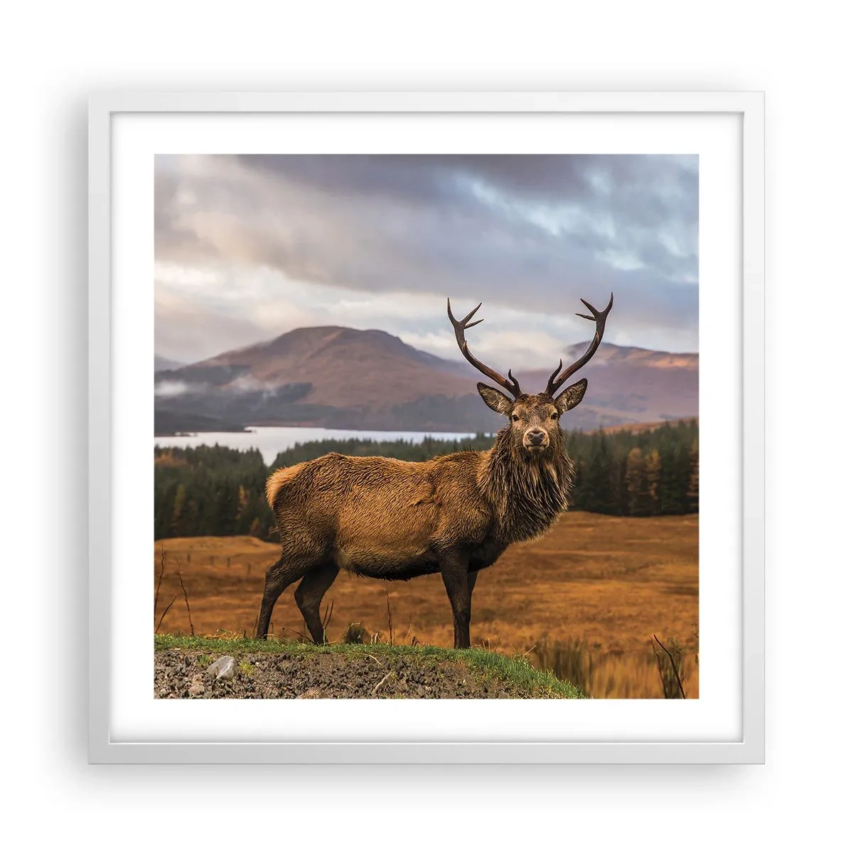 Poster in white frmae - Majesty of Nature - 50x50 cm