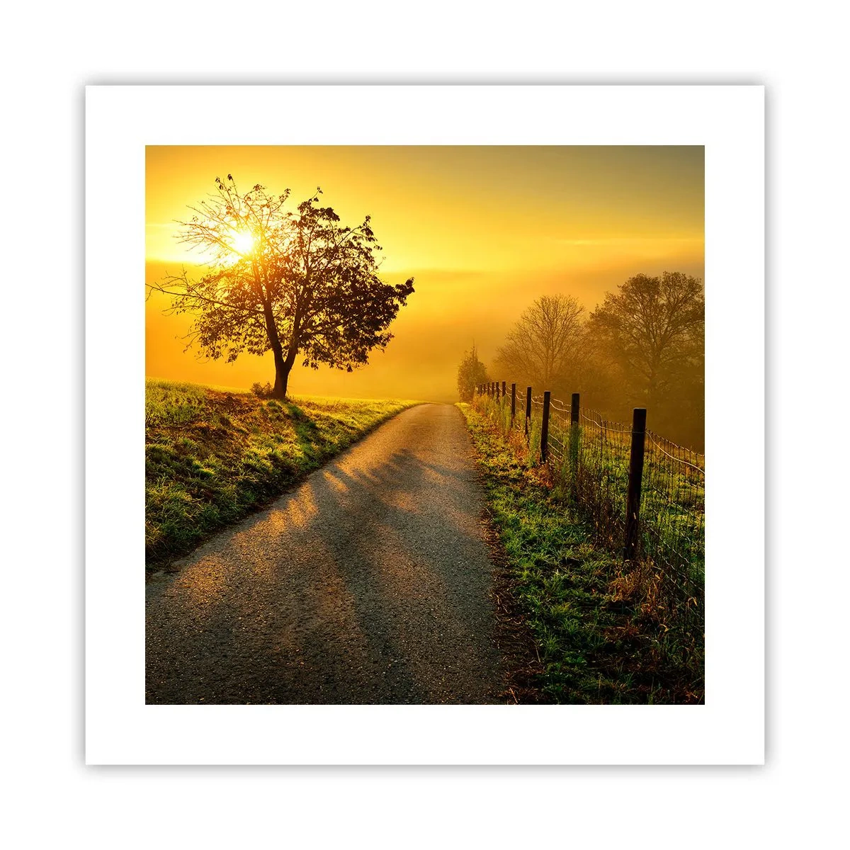 Poster - Honey Afternoon - 40x40 cm