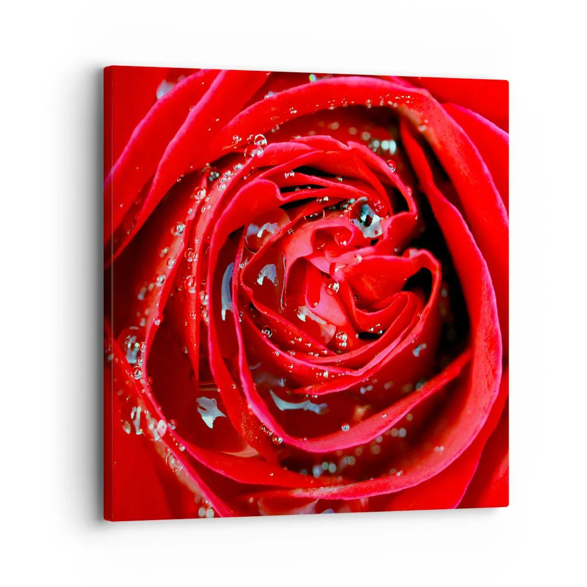 Canvas picture - In Dew Drops - 30x30 cm