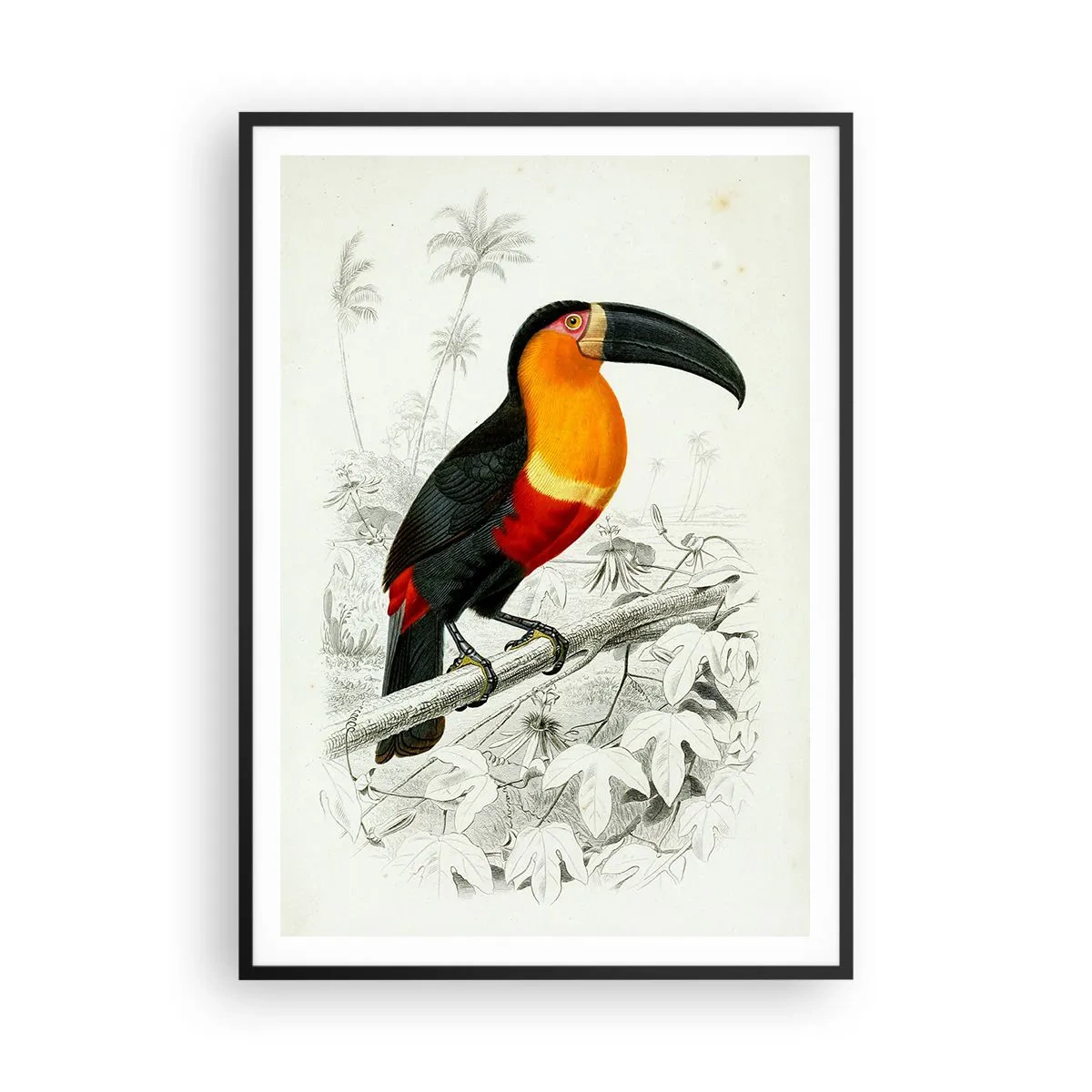 Poster in black frame - Bird Colours - 70x100 cm
