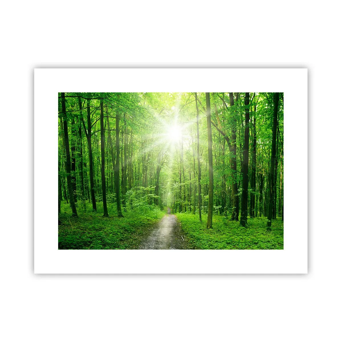 Poster - Green Cathedral - 40x30 cm