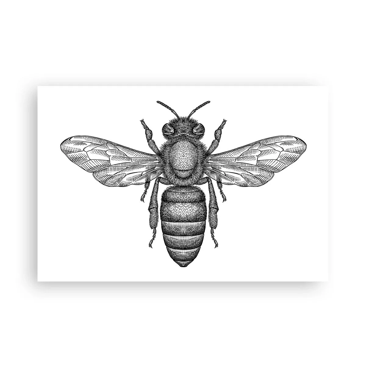 Poster - Insect Portrait - 91x61 cm