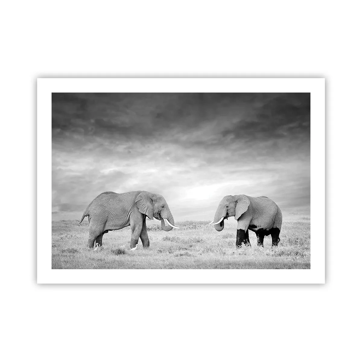 Poster - Grey Is Beautiful - 70x50 cm