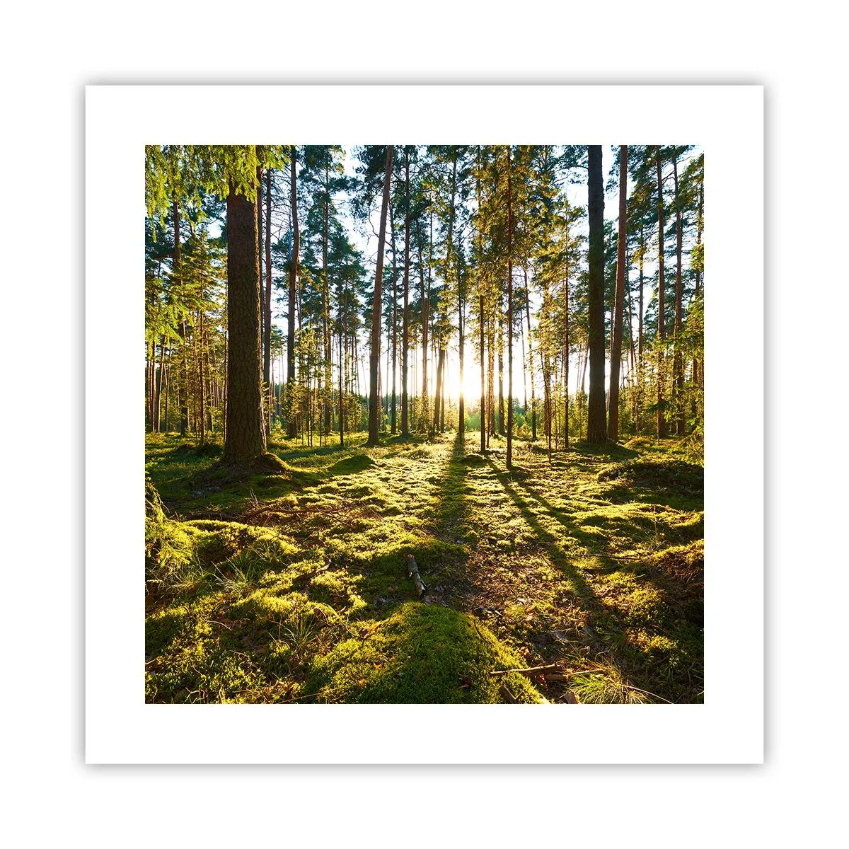 Poster - Deep in the Forest - 40x40 cm