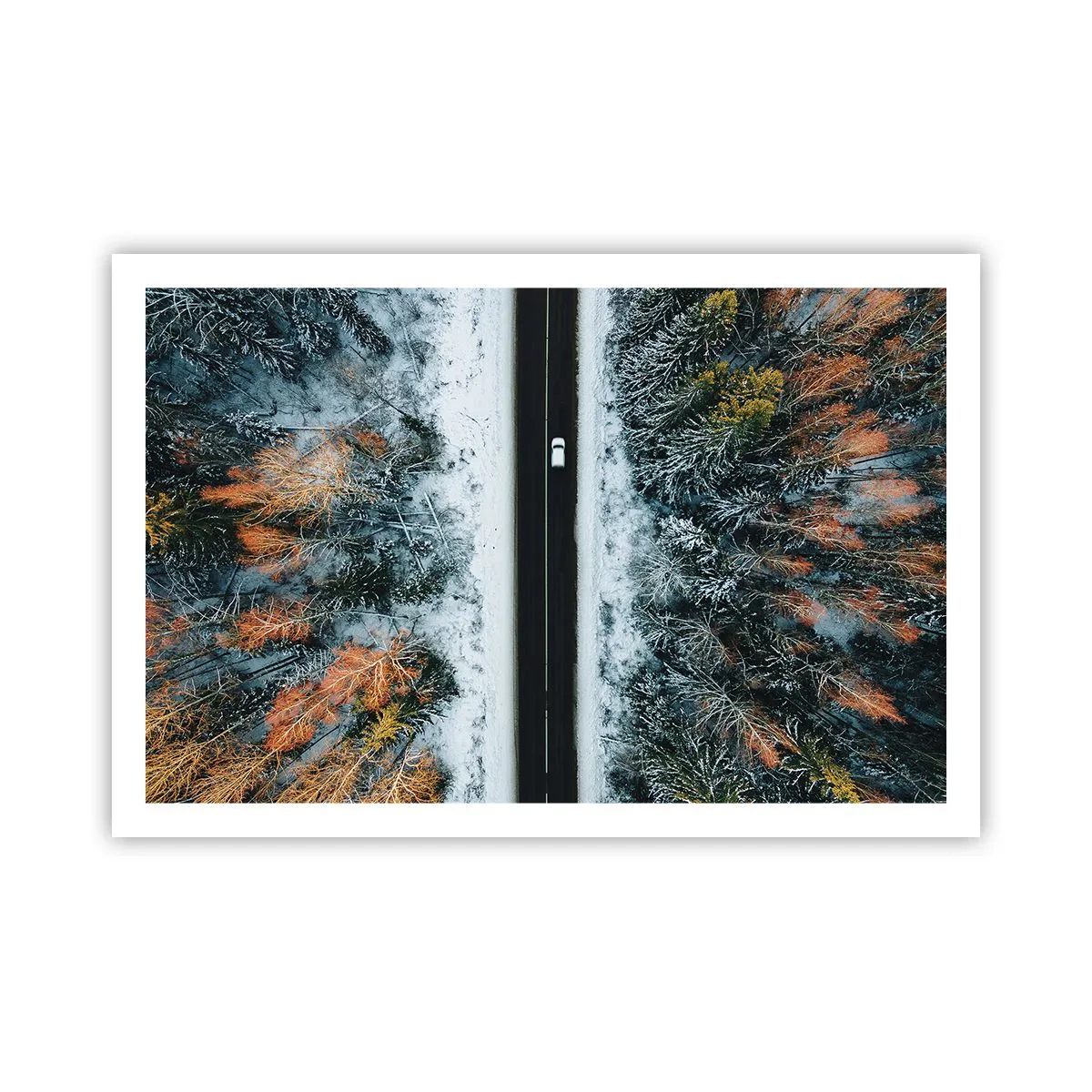 Poster - Through a Wintery Forest - 91x61 cm