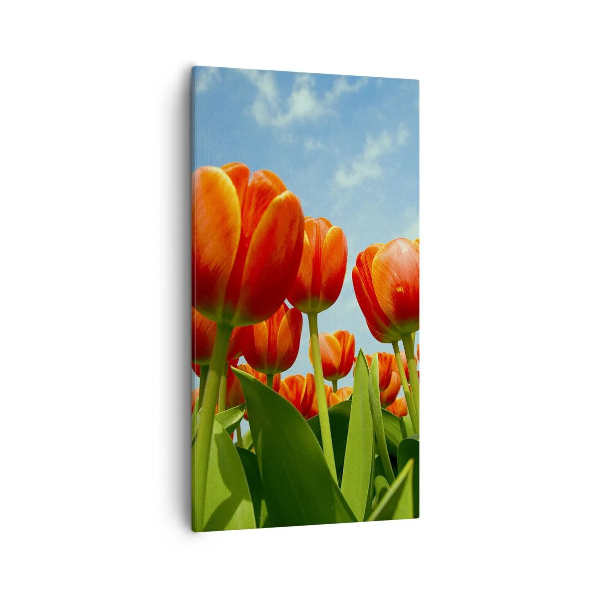 Canvas picture - Blue Sky Is All They Need - 55x100 cm