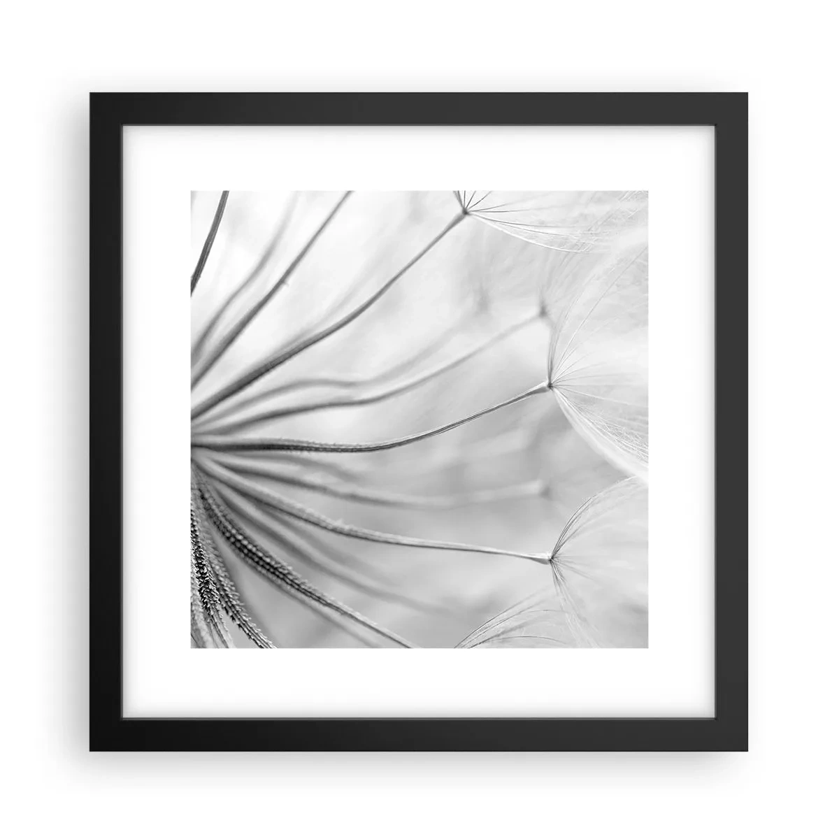 Poster in black frame - Dandelion Kites - 30x30 cm