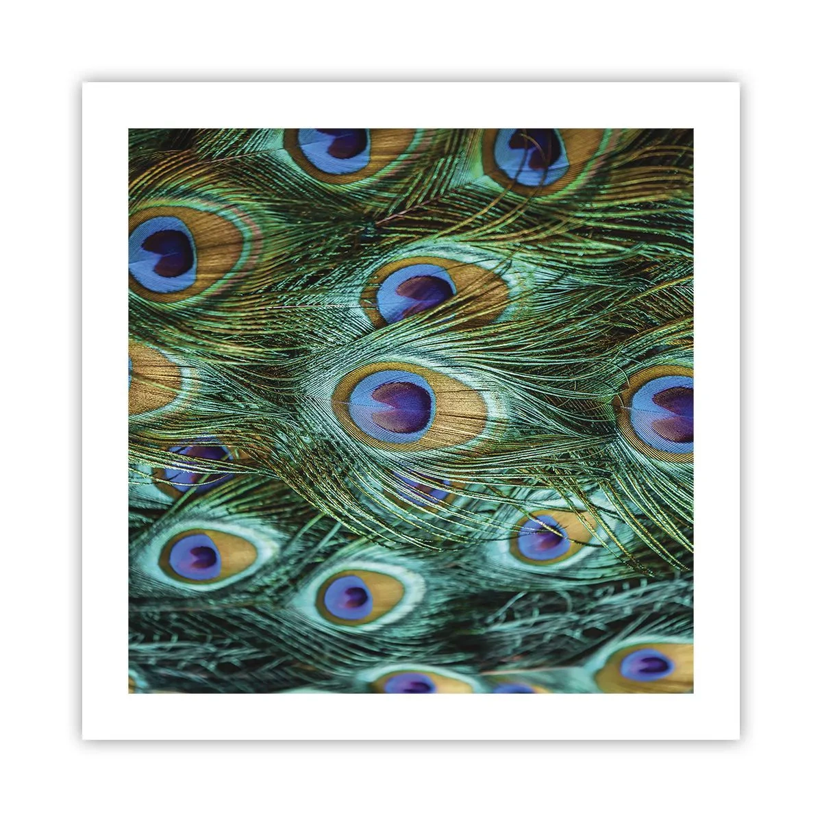 Poster - Peacock Eyes - 50x50 cm
