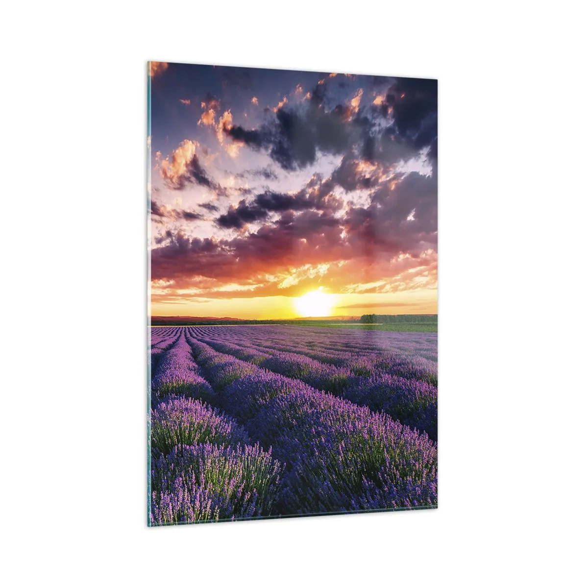 Glass picture - Lavender World - 50x70 cm