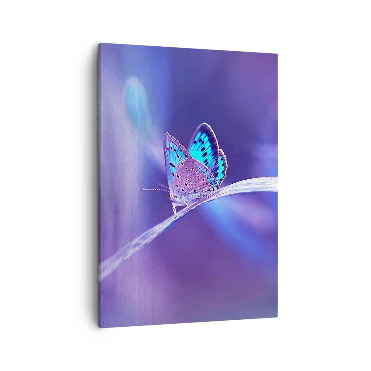 Canvas picture - Jewel of Nature - 50x70 cm