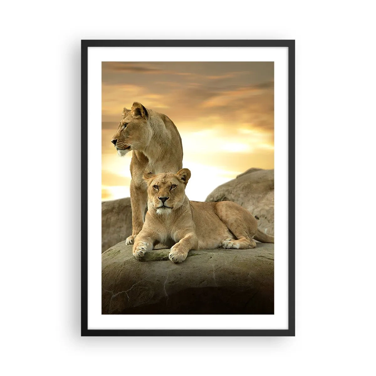 Poster in black frame - Two lionesses against the setting sun - 50x70cm - Royal Majesty - Modern wall decoration for the living room and bedroom ARTTOR