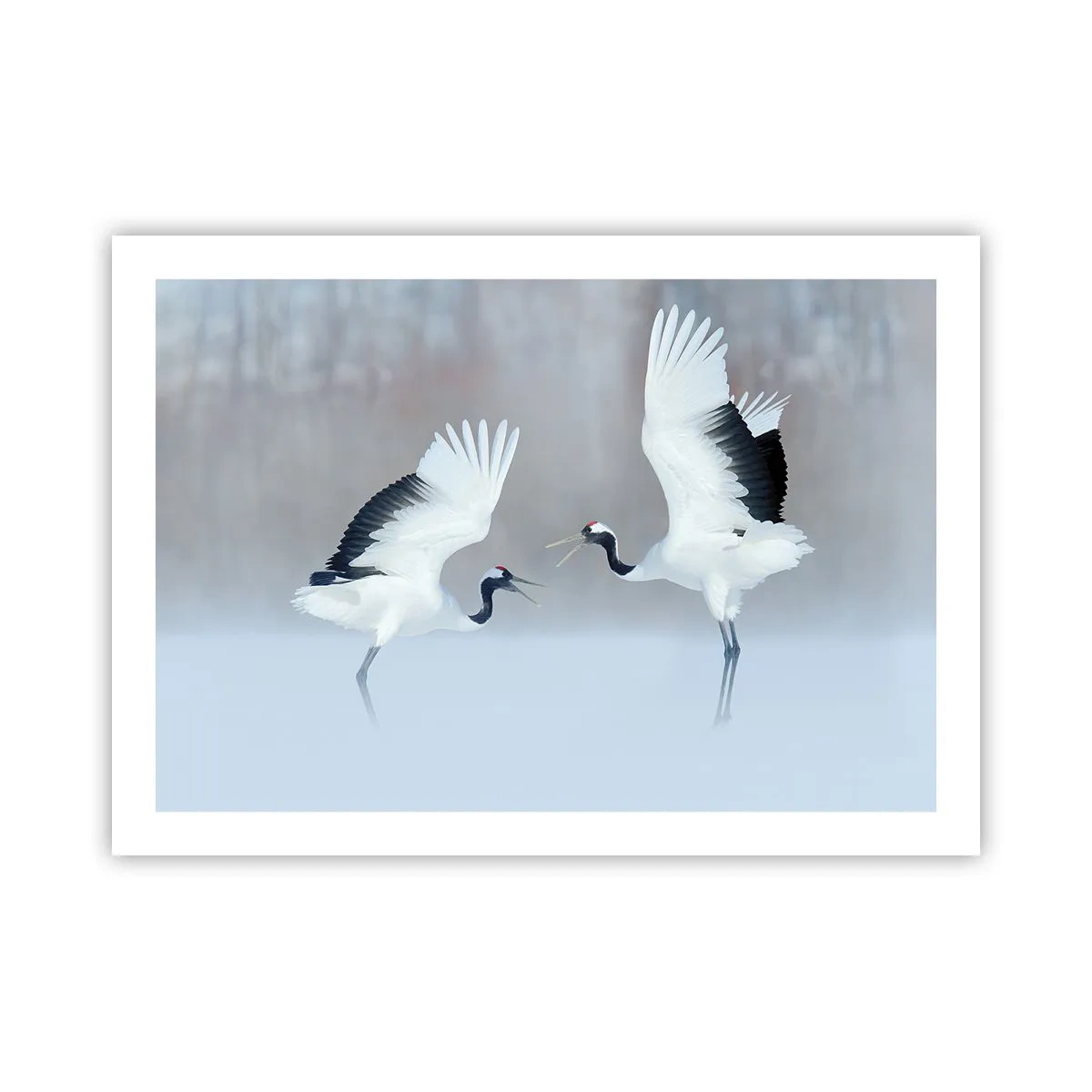 Poster - Dance in the Fog - 70x50 cm