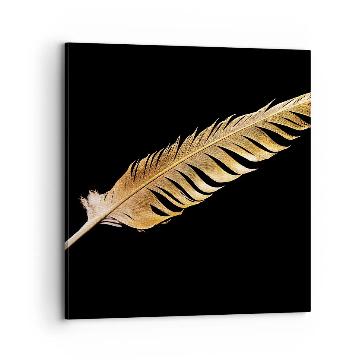 Canvas picture - High-Class Feather - 70x70 cm