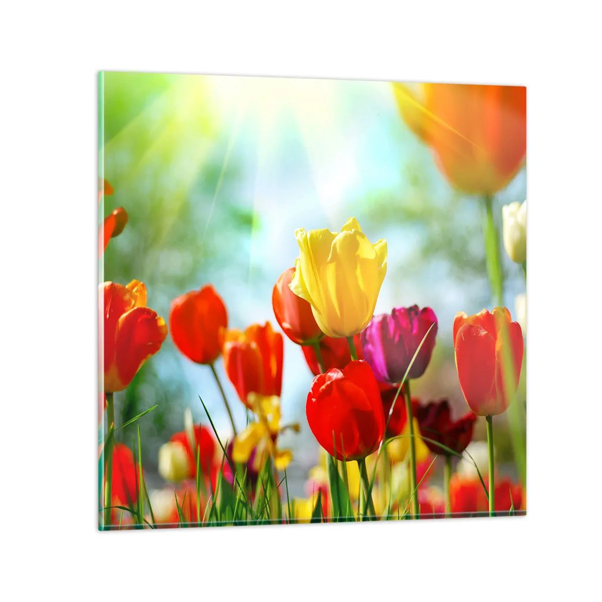 Glass picture - All Colours of the Sun - 60x60 cm