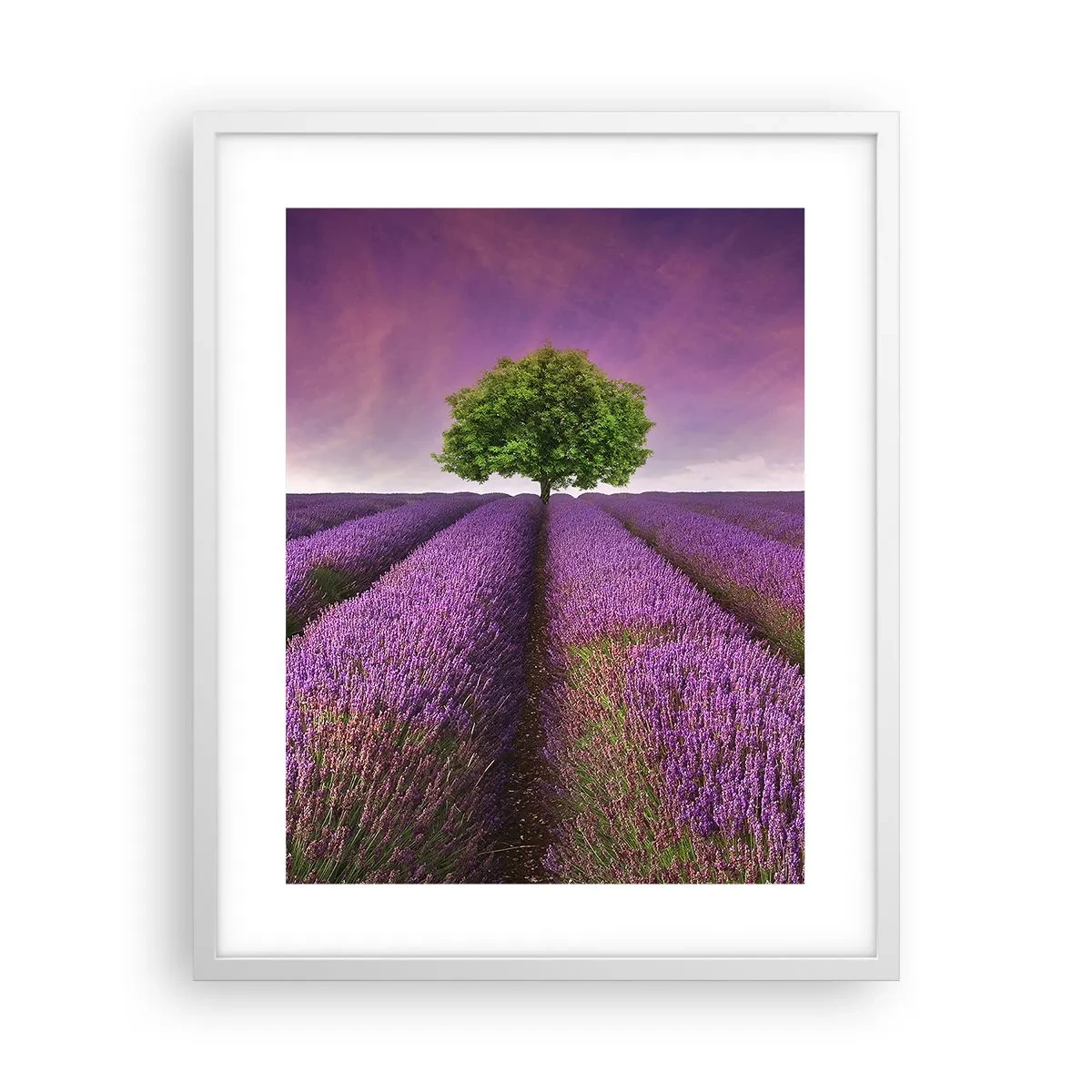 Poster in white frmae - In the Fields of Lavender - 40x50 cm