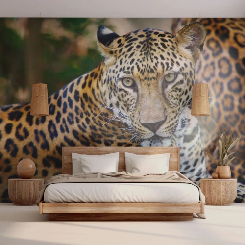 Photo Wallpaper Premium Canvas - Wild and Calm - Animals, leopard, Africa - 500x350 cm