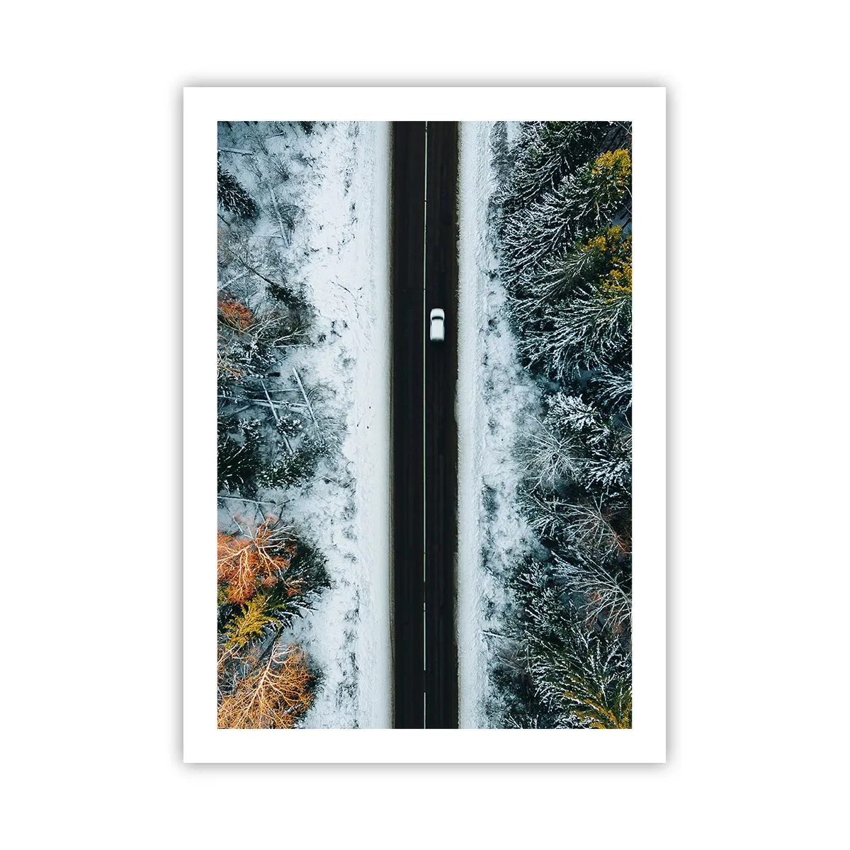 Poster - Through a Wintery Forest - 50x70 cm