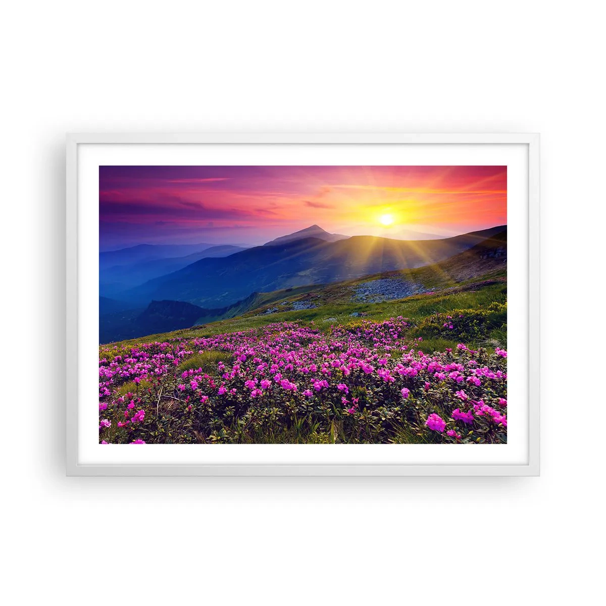 Poster in white frmae - Surrounded by Mountain Pine and Herbs - 70x50 cm