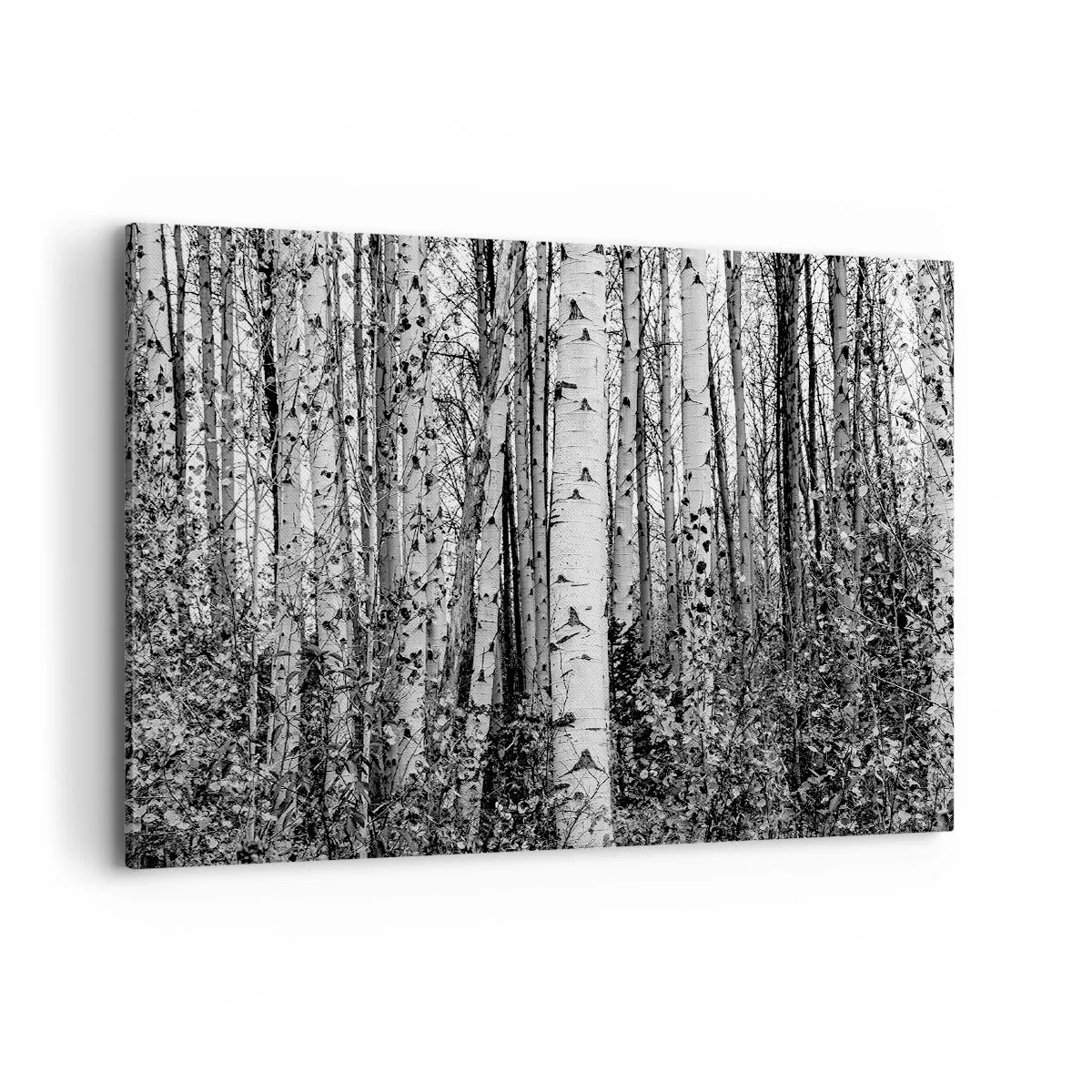 Canvas picture - Birch Colonnade - 100x70 cm