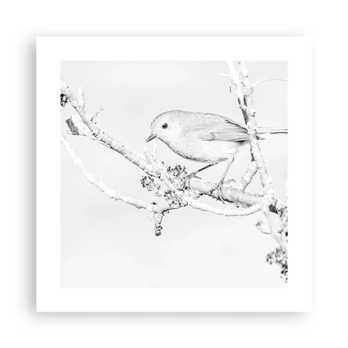 Poster - Winter Morning - 40x40 cm