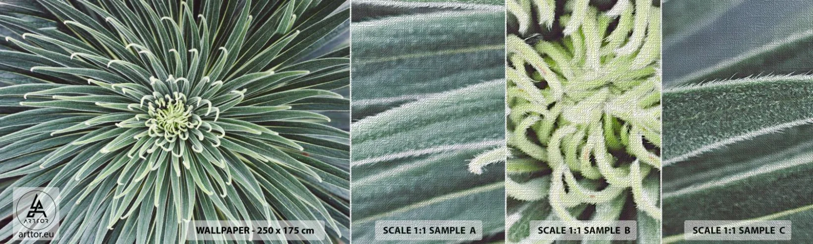 Photo Wallpaper Sample Premium Canvas - Birth of a Star - Agave flower, Agave, Flowers - 100x30 cm