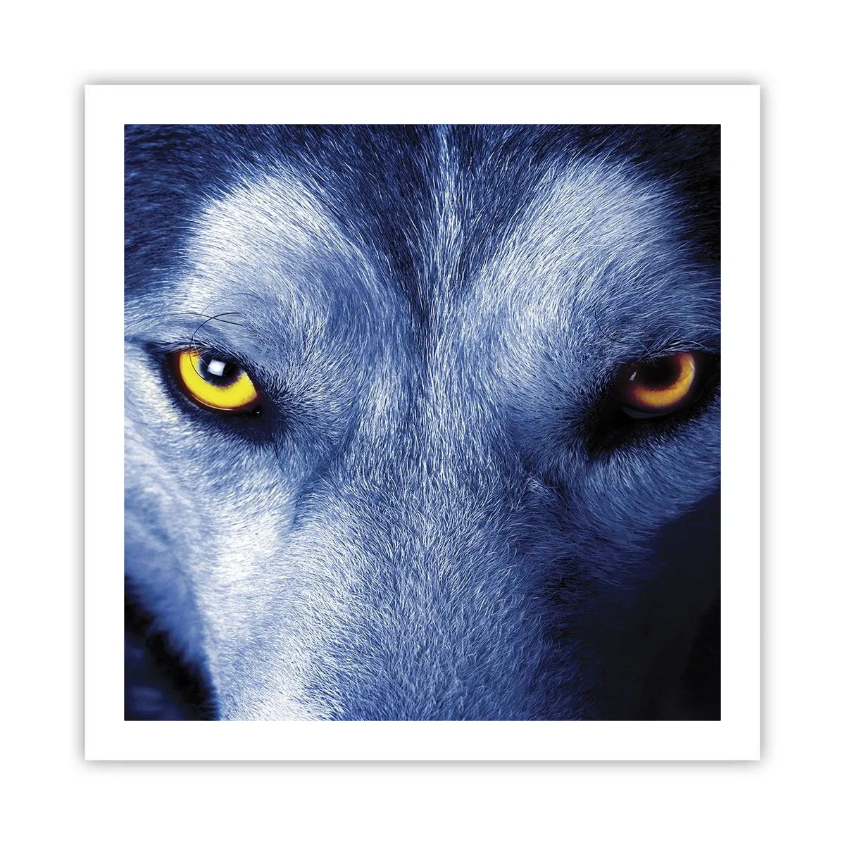 Poster - Mesmerising Look - 60x60 cm