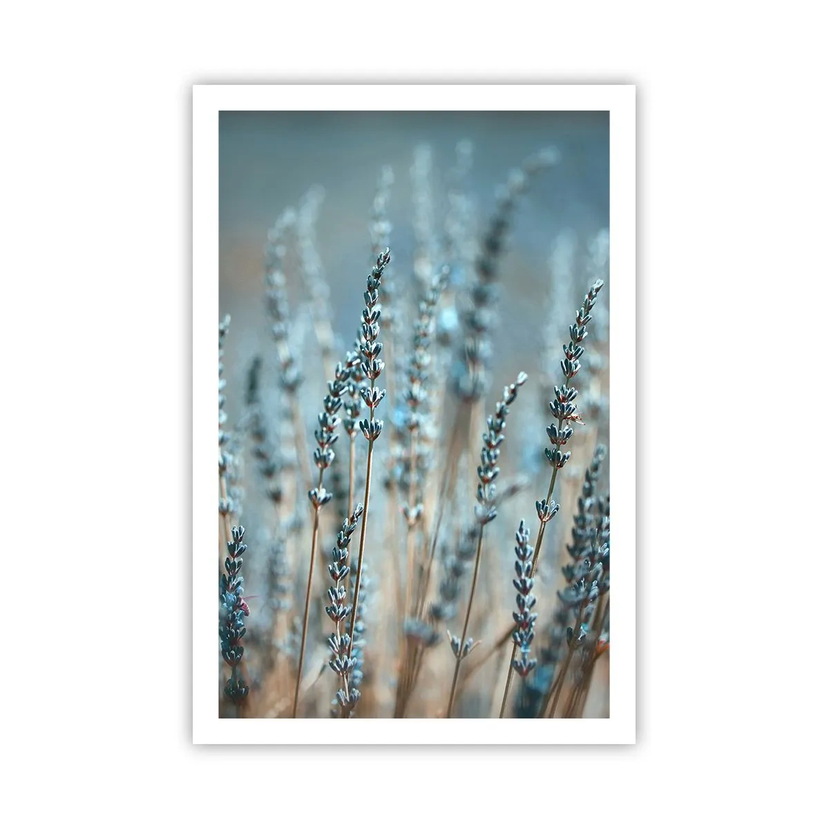 Poster - Fragrant Grass - 61x91 cm